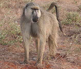steppenpavian, Papio cynocephalus